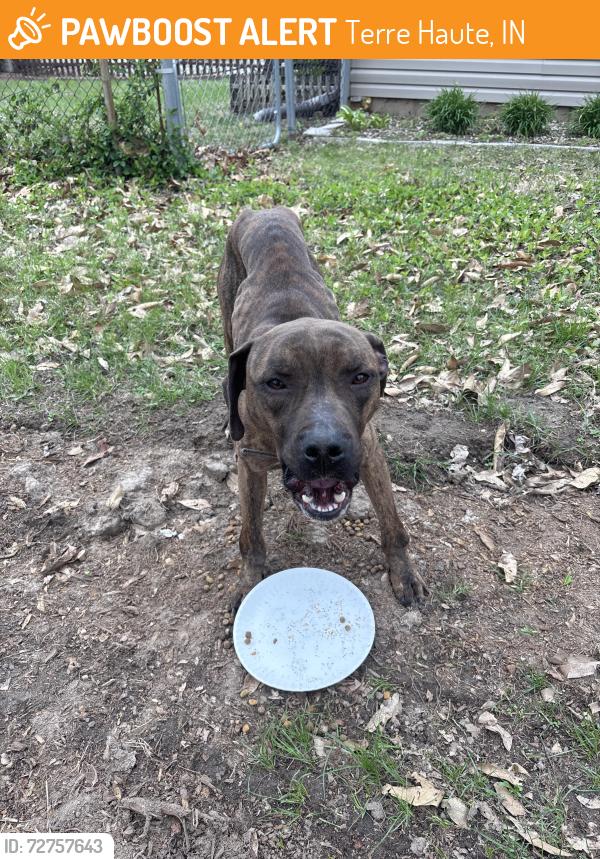 Found/Stray Unknown Dog last seen Near ft Harrison road , Terre Haute, IN 47804