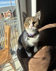 Lost Female Cat last seen 2211southwest blvd, Tulsa Oklahoma, 74107, Tulsa, OK 74107