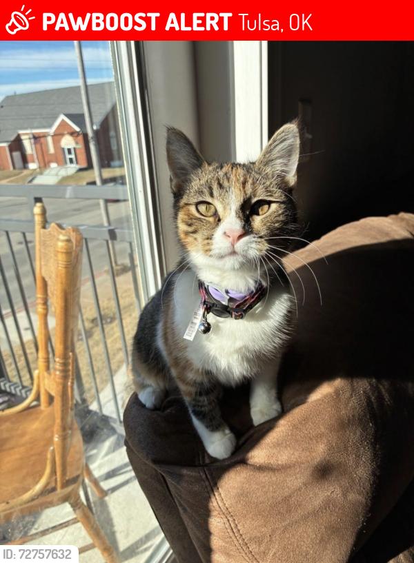 Lost Female Cat last seen 2211southwest blvd, Tulsa Oklahoma, 74107, Tulsa, OK 74107