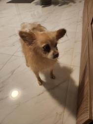 Found/Stray Female Dog last seen Near street and 232 street, Miami-Dade County, FL 33170