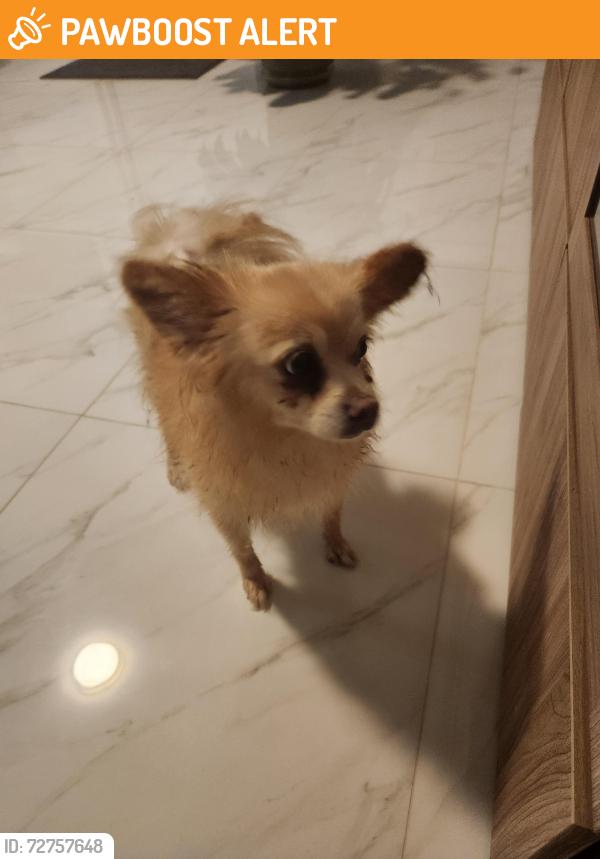 Found/Stray Female Dog last seen Near street and 232 street, Miami-Dade County, FL 33170