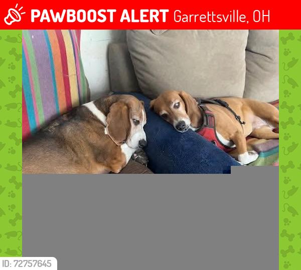 Lost Female Dog last seen Hankee & Rt 700, Garrettsville, OH 44231