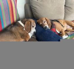 Lost Female Dog last seen Hankee & Rt 700, Garrettsville, OH 44231