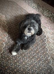 Lost Female Dog last seen NW 24th St and 16th, Gainesville, FL 32603