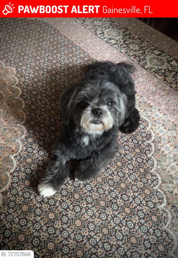 Lost Female Dog last seen NW 24th St and 16th, Gainesville, FL 32603
