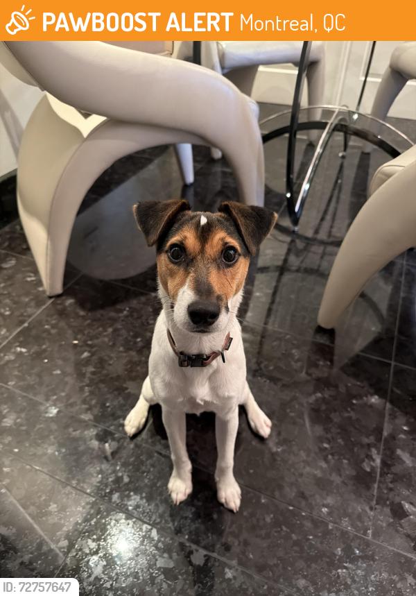 Found/Stray Male Dog last seen Rue Val-Marie, Montreal, QC 
