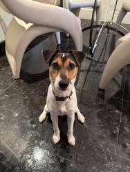 Found/Stray Male Dog last seen Rue Val-Marie, Montreal, QC 