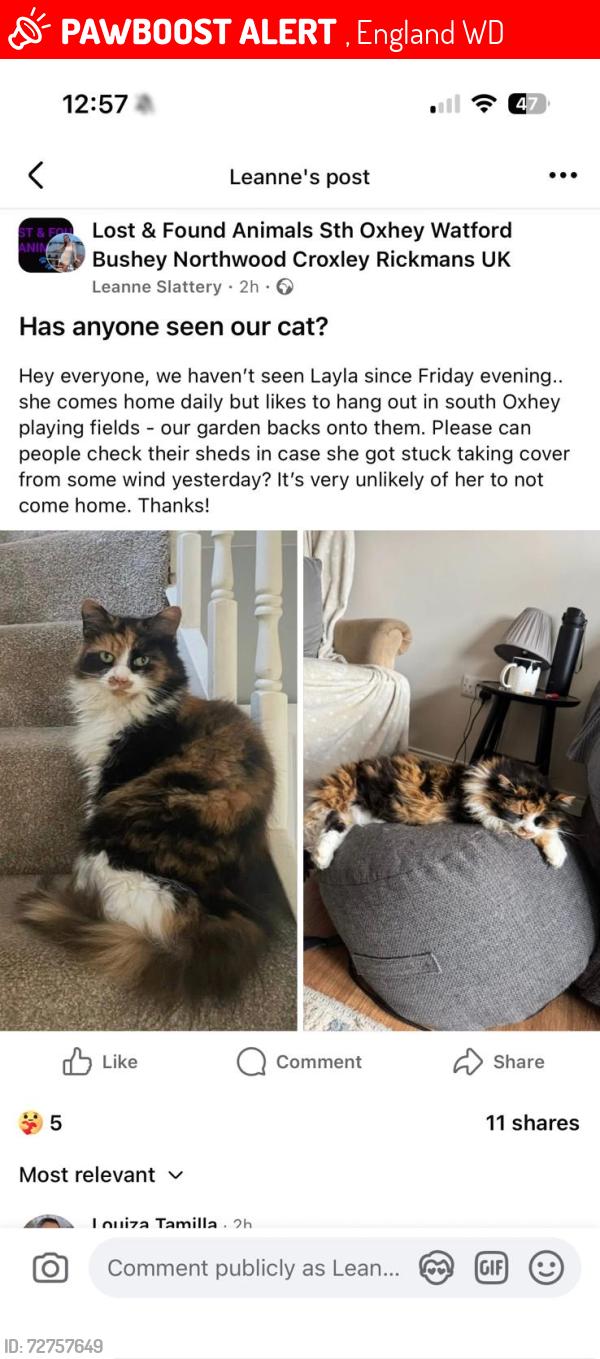 Lost Female Cat last seen Fulford Grove, , England WD19