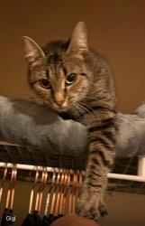 Lost Male Cat last seen Weatherstone neighboorhood/Wheeler HS, Marietta, GA 30068