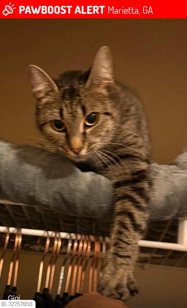 Lost Male Cat last seen Weatherstone neighboorhood/Wheeler HS, Marietta, GA 30068