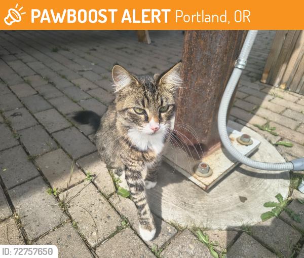 Found/Stray Female Cat last seen 92nd foster, Portland, OR 97266