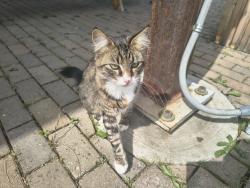 Found/Stray Female Cat last seen 92nd foster, Portland, OR 97266