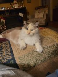 Lost Female Cat last seen 24th dr/w Angela dr, Phoenix, AZ 85053