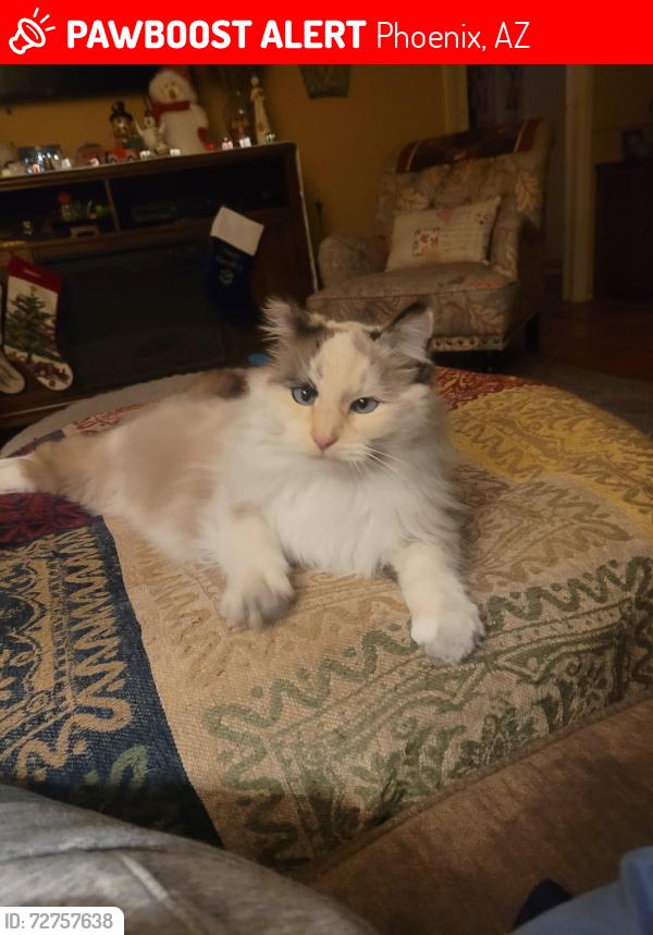 Lost Female Cat last seen 24th dr/w Angela dr, Phoenix, AZ 85053