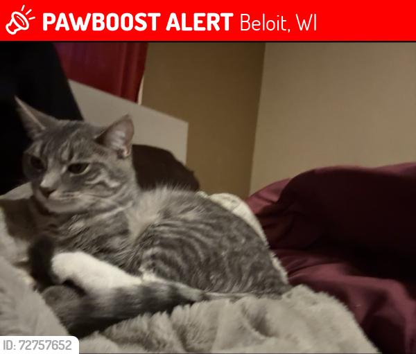 Lost Female Cat last seen madison st and liberty ave, Beloit, WI 53511