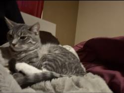 Lost Female Cat last seen madison st and liberty ave, Beloit, WI 53511