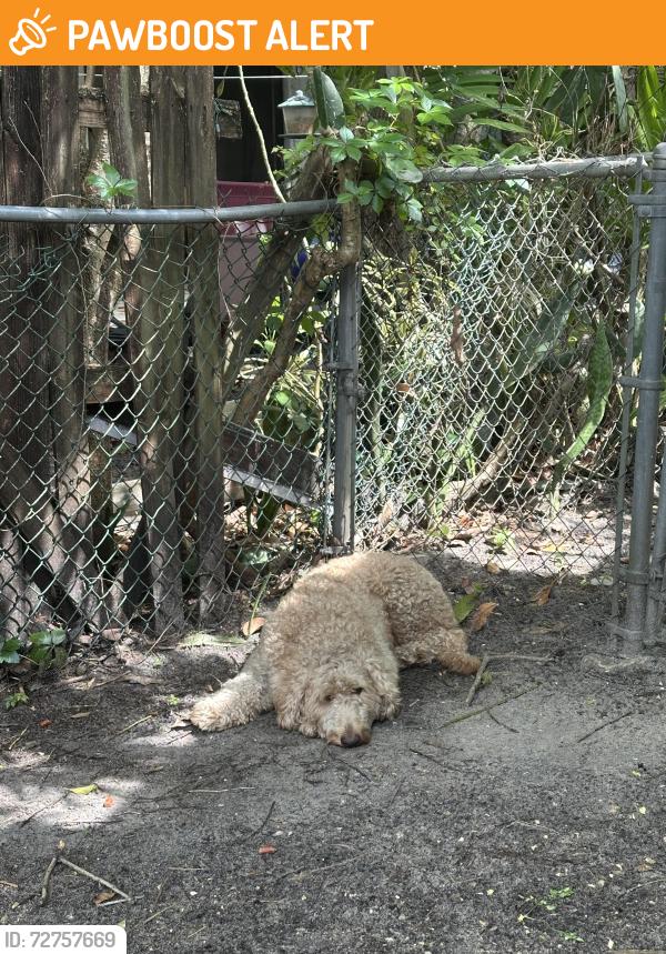 Found/Stray Unknown Dog last seen Ne 9 place, North Miami Beach, FL 33162