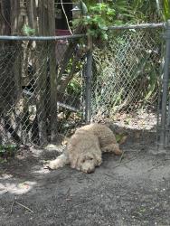 Found/Stray Unknown Dog last seen Ne 9 place, North Miami Beach, FL 33162