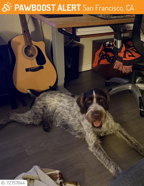 Found/Stray Male Dog last seen Near UCSF Campus Life Services Owens Street Mission Bay , San Francisco, CA 94158