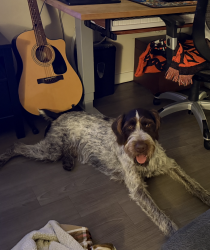 Found/Stray Male Dog last seen Near UCSF Campus Life Services Owens Street Mission Bay , San Francisco, CA 94158