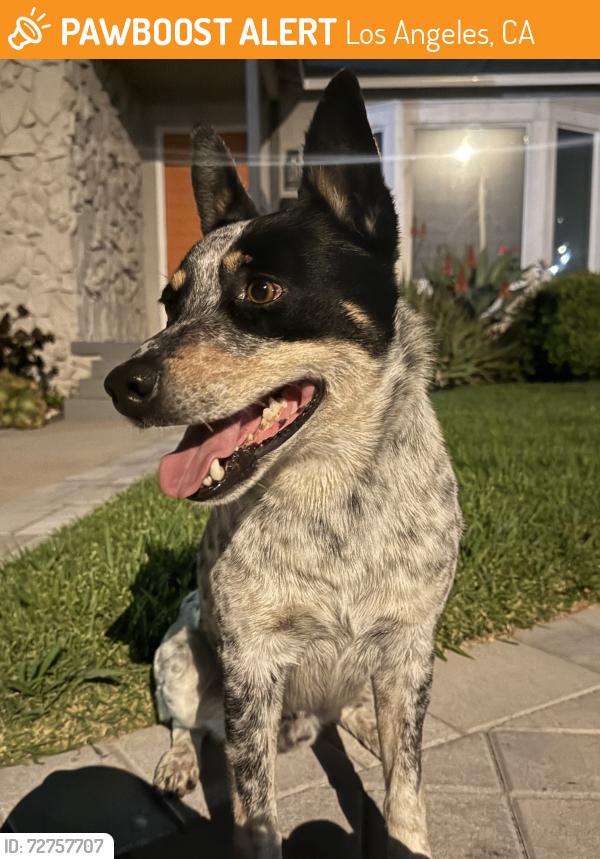 Found/Stray Male Dog last seen Western and Imperial , Los Angeles, CA 90047