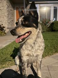 Found/Stray Male Dog last seen Western and Imperial , Los Angeles, CA 90047