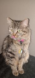 Lost Female Cat last seen Yale and federal , Denver, CO 80236