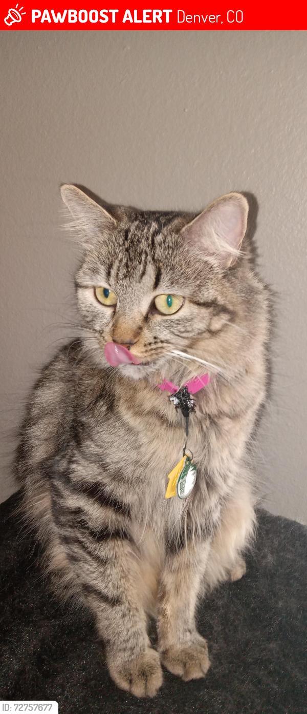 Lost Female Cat last seen Yale and federal , Denver, CO 80236