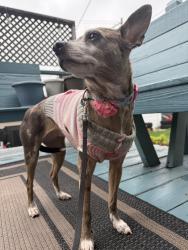 Found/Stray Female Dog last seen Kostner and Altgeld , Chicago, IL 60639