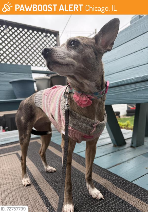 Found/Stray Female Dog last seen Kostner and Altgeld , Chicago, IL 60639