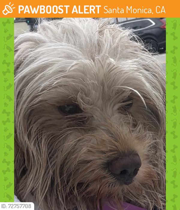 Found/Stray Male Dog last seen on beach, Santa Monica, CA 90401