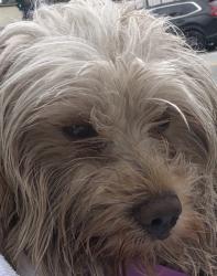 Found/Stray Male Dog last seen on beach, Santa Monica, CA 90401