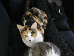 Lost Female Cat last seen Near Grand C Dr, near dog park, Windermere, FL 34786