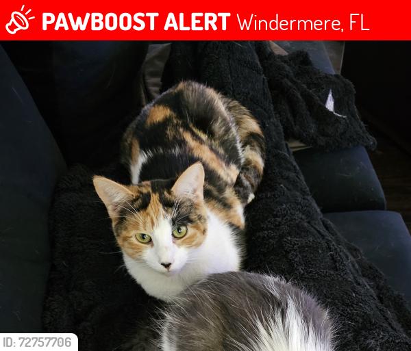 Lost Female Cat last seen Near Grand C Dr, near dog park, Windermere, FL 34786