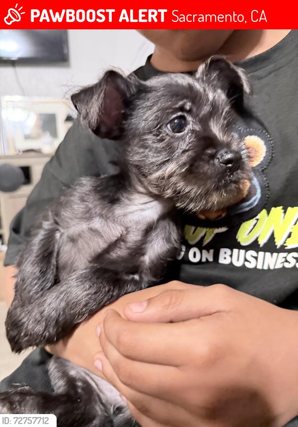 Lost Female Dog last seen Grove Ave Las Palmas Del Paso Heights , Sacramento, CA 95815