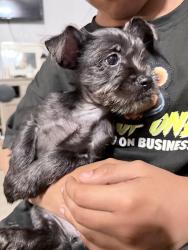 Lost Female Dog last seen Grove Ave Las Palmas Del Paso Heights , Sacramento, CA 95815