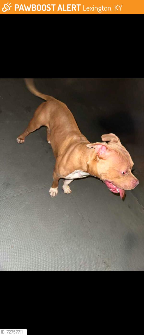 Found/Stray Female Dog last seen Tates Creek football field , Lexington, KY 40517