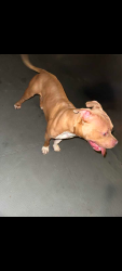 Found/Stray Female Dog last seen Tates Creek football field , Lexington, KY 40517