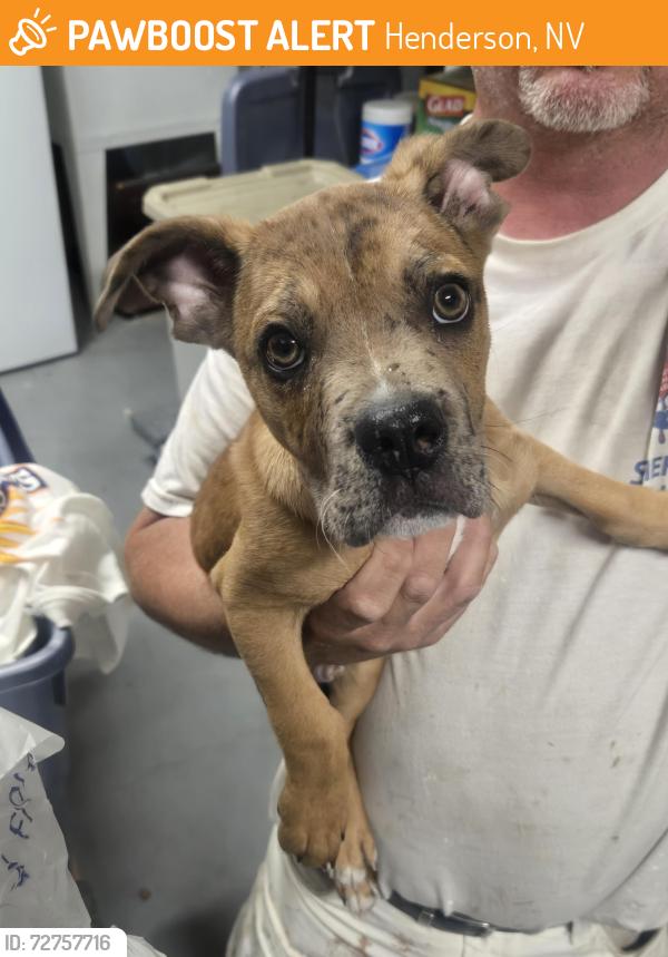 Found/Stray Male Dog last seen Windmill and Pecos, Henderson, NV 89074