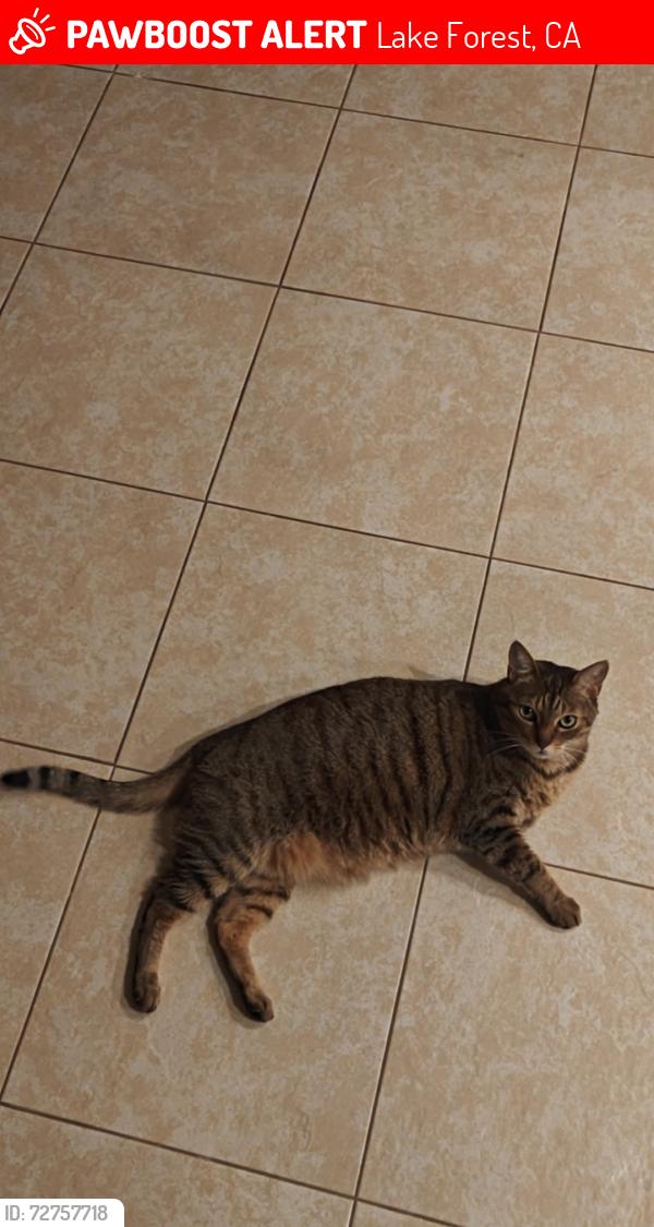 Lost Male Cat last seen Near Enfilade Avenue 92610 foothillI ranch, Lake Forest, CA 92610