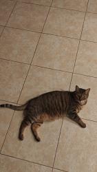 Lost Male Cat last seen Near Enfilade Avenue 92610 foothillI ranch, Lake Forest, CA 92610