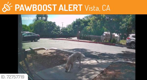 Found/Stray Male Dog last seen W Los Angeles dr and North Santa fe, Vista, CA 92083