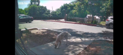 Found/Stray Male Dog last seen W Los Angeles dr and North Santa fe, Vista, CA 92083