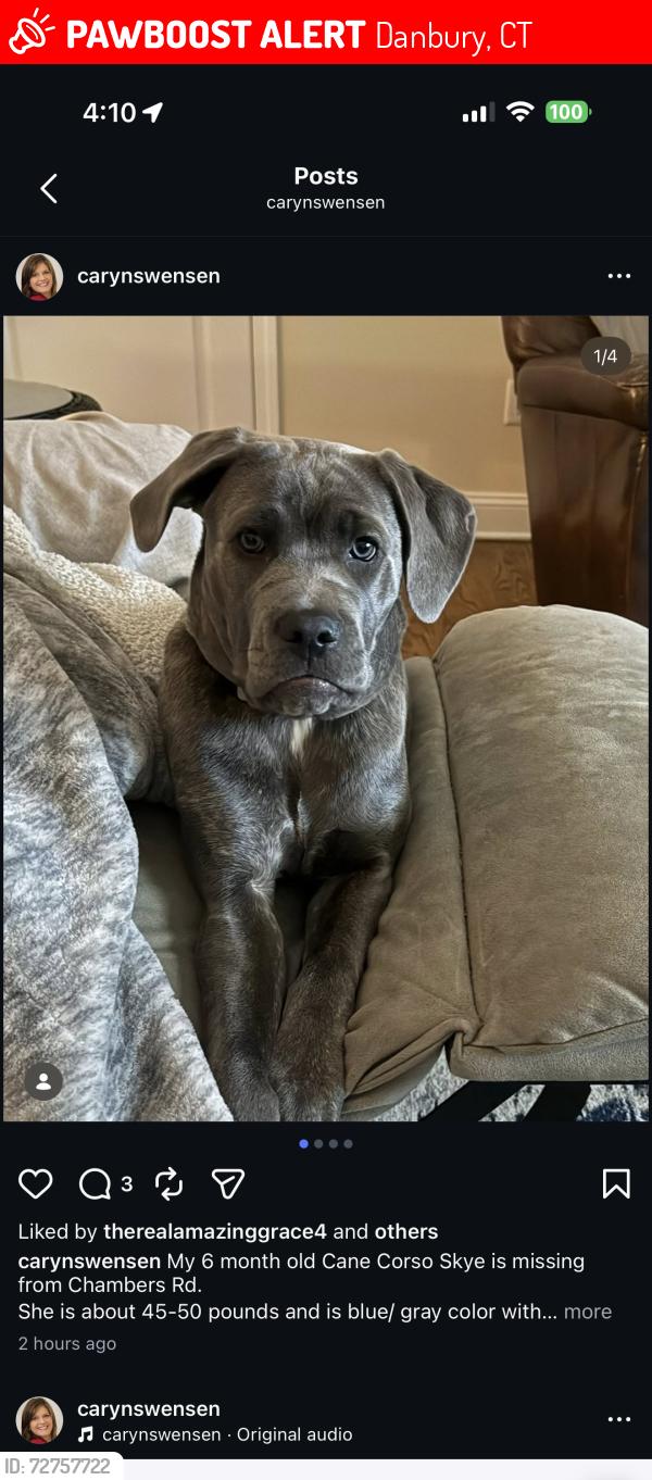 Lost Female Dog last seen Danbury High School, Danbury, CT 06811