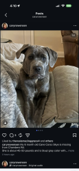 Lost Female Dog last seen Danbury High School, Danbury, CT 06811