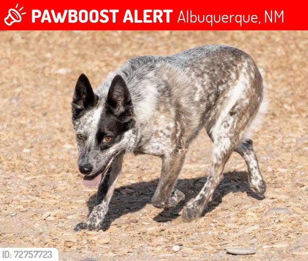 Lost Female Dog last seen Sunset Gardens and Central, Albuquerque, NM 87121