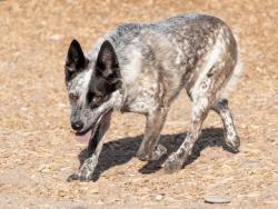 Lost Female Dog last seen Sunset Gardens and Central, Albuquerque, NM 87121