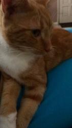 Lost Male Cat last seen Hyder Street NE off of Emerson, Palm Bay, FL 32907