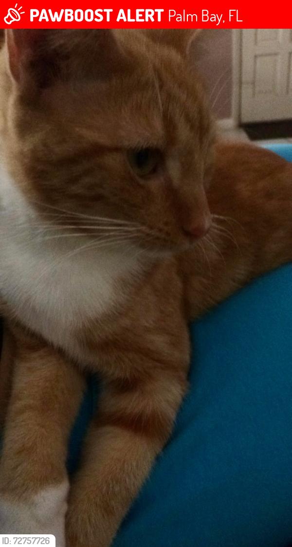 Lost Male Cat last seen Hyder Street NE off of Emerson, Palm Bay, FL 32907