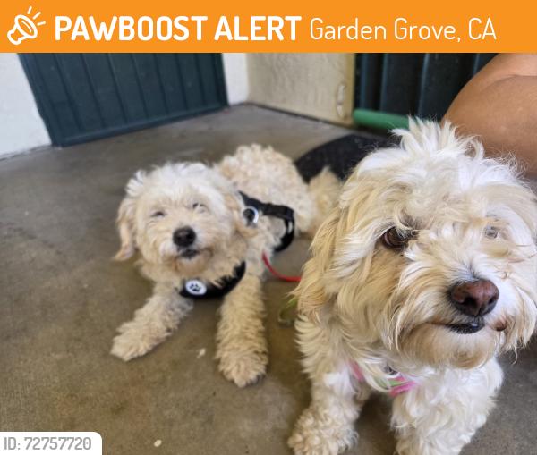 Found/Stray Female Dog last seen Garden Grove and newhope, Garden Grove, CA 92843